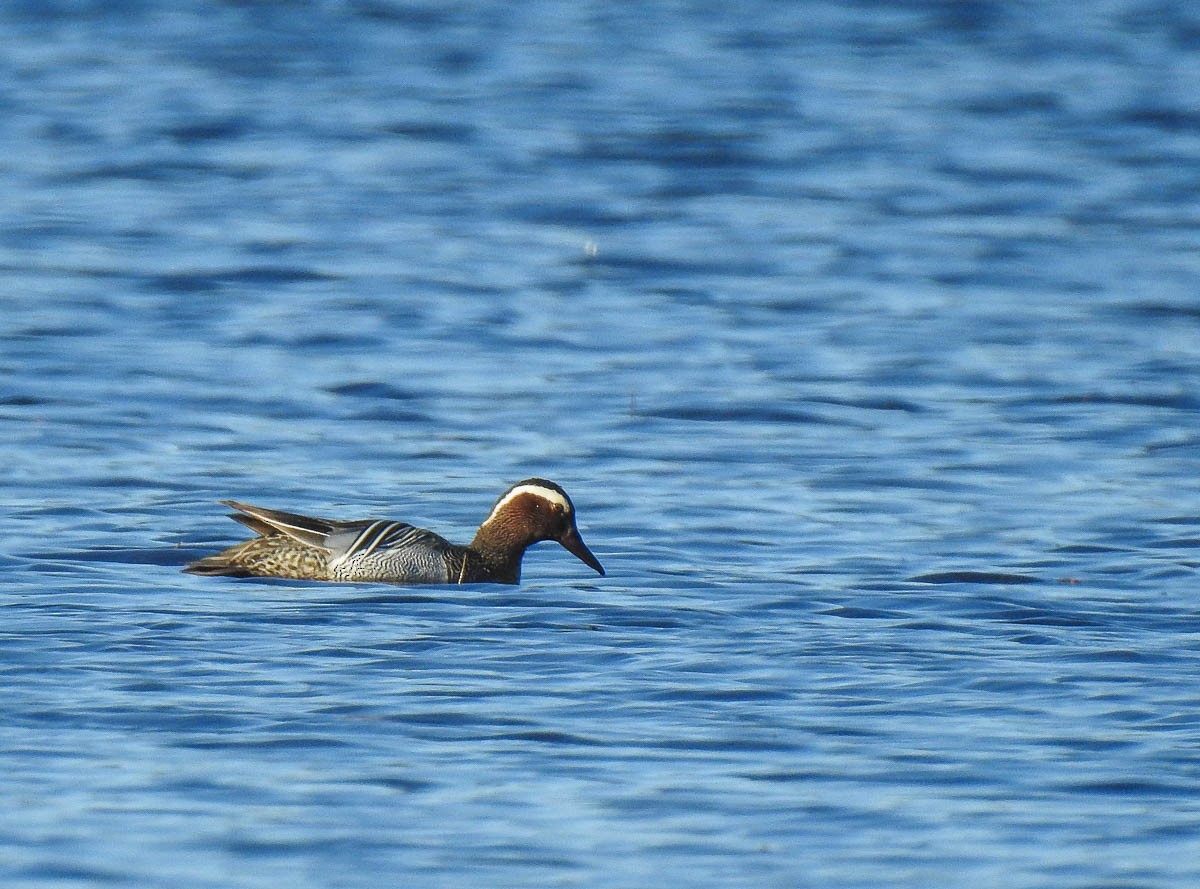 Garganey - ML155856921