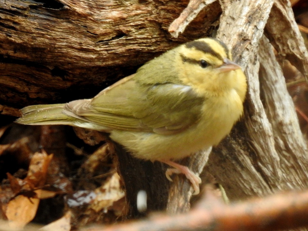 Worm-eating Warbler - shelley seidman