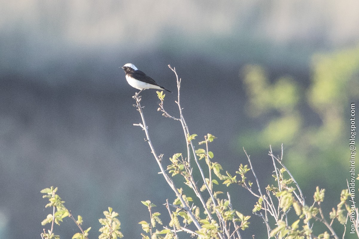 Pied Wheatear - ML155858341