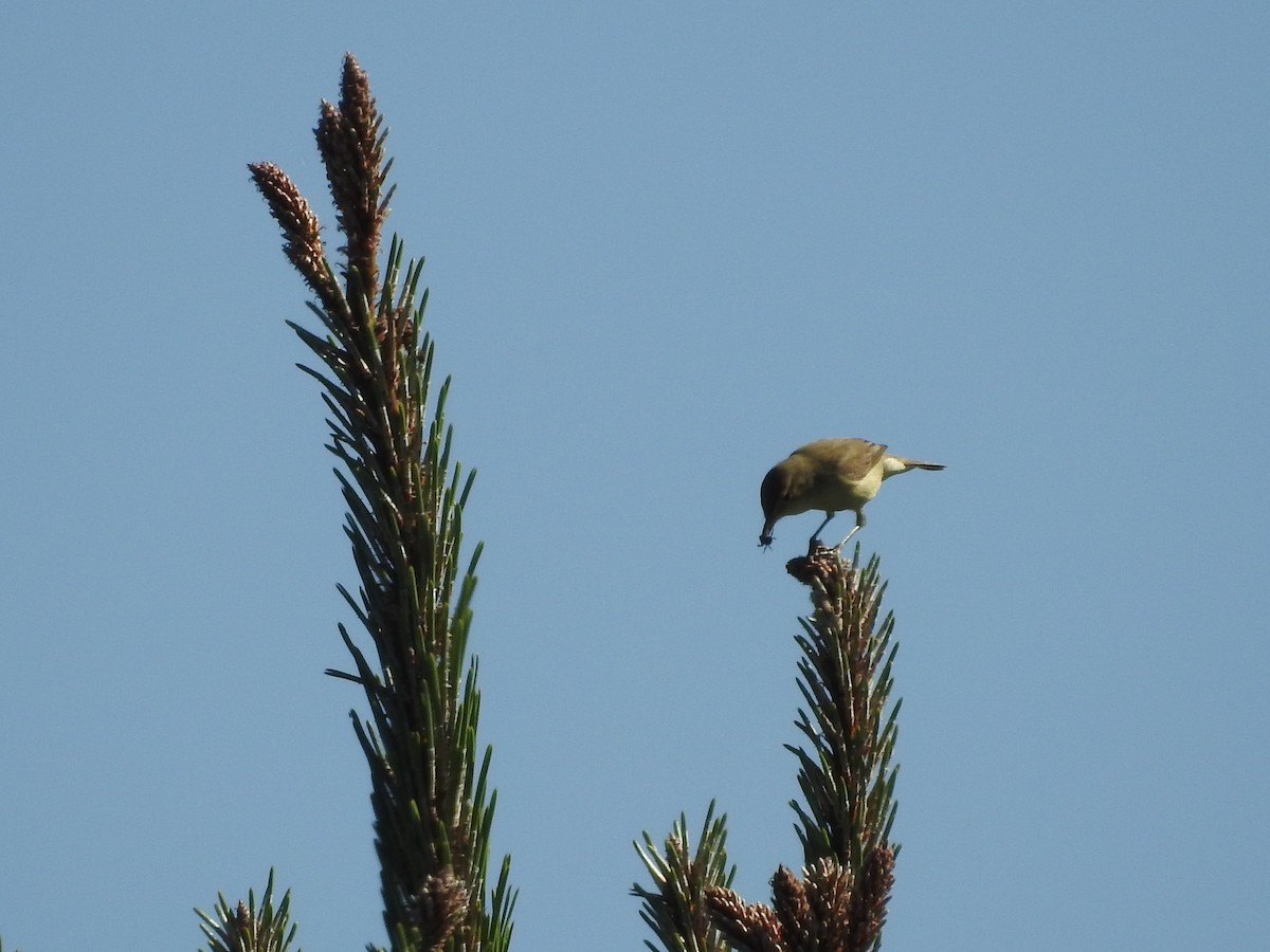 Melodious Warbler - ML155860031