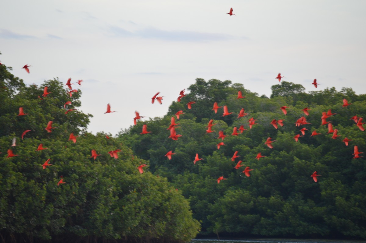 Scarlet Ibis - ML155860411