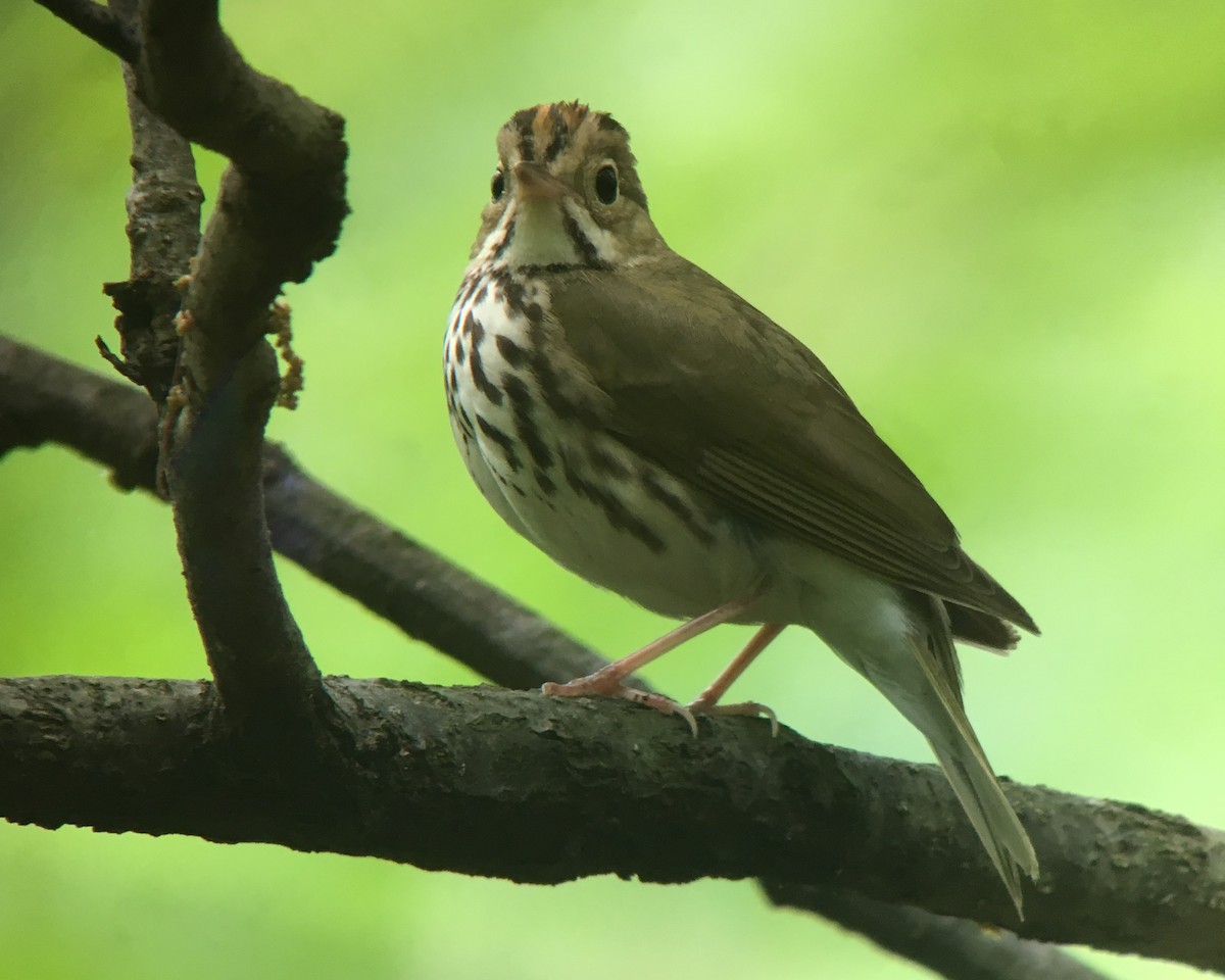 Ovenbird - ML155860471