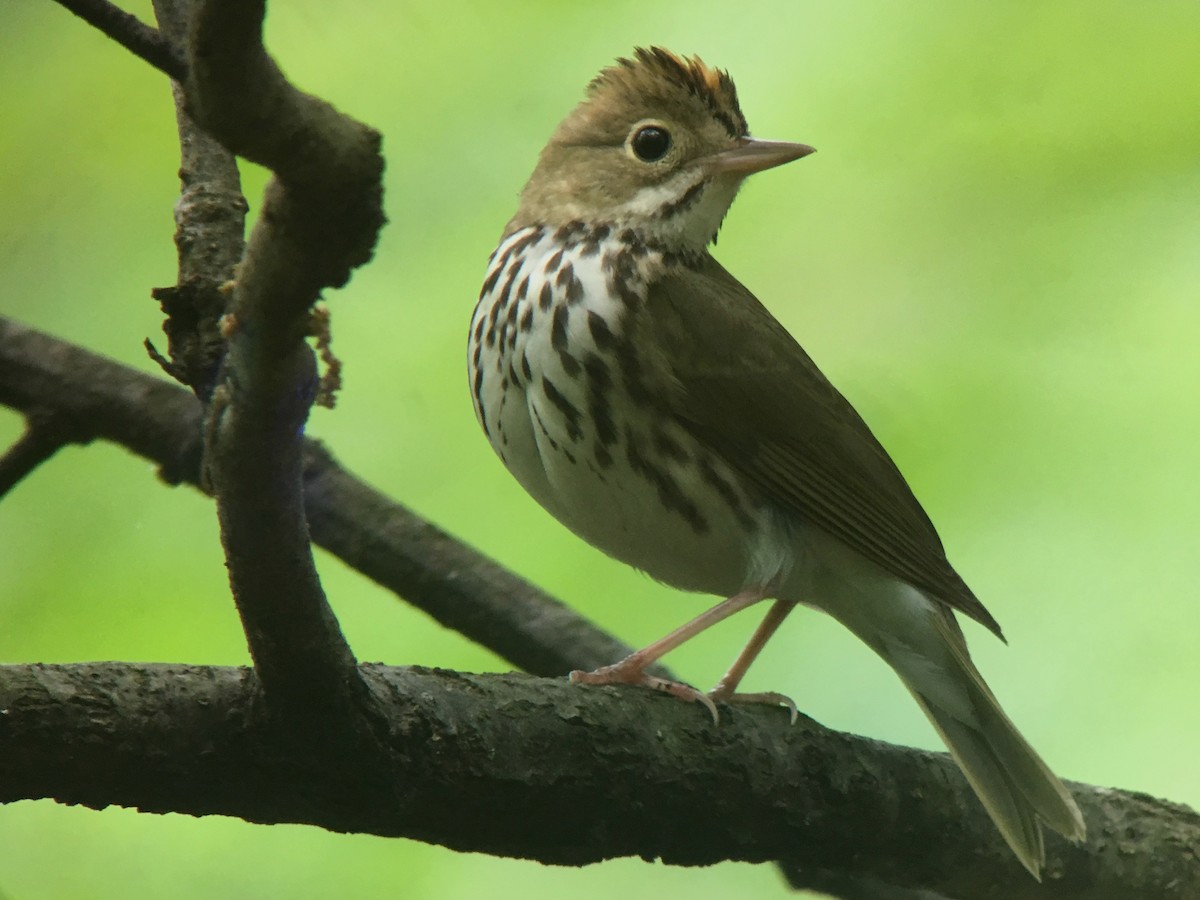 Ovenbird - ML155860511