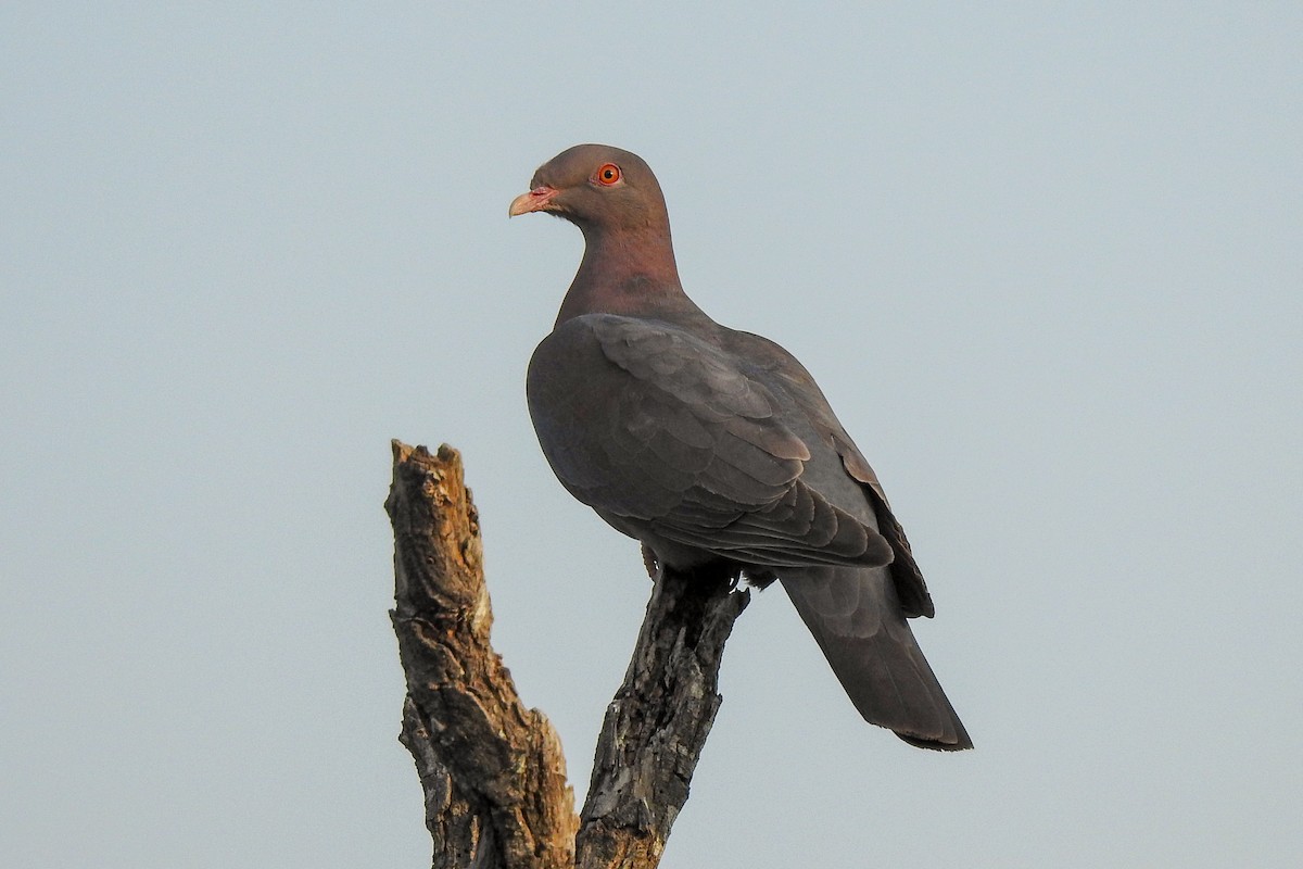 Pigeon à bec rouge - ML155861321