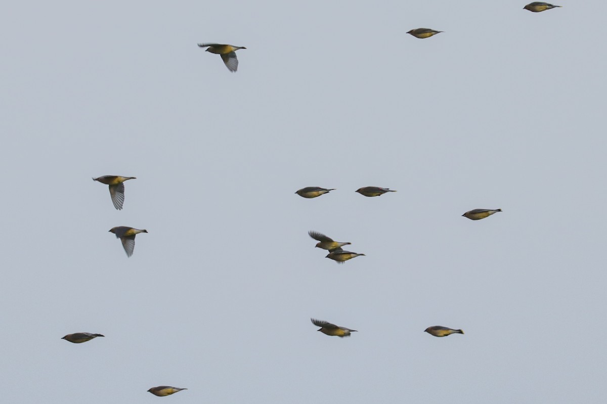 Cedar Waxwing - ML155861471