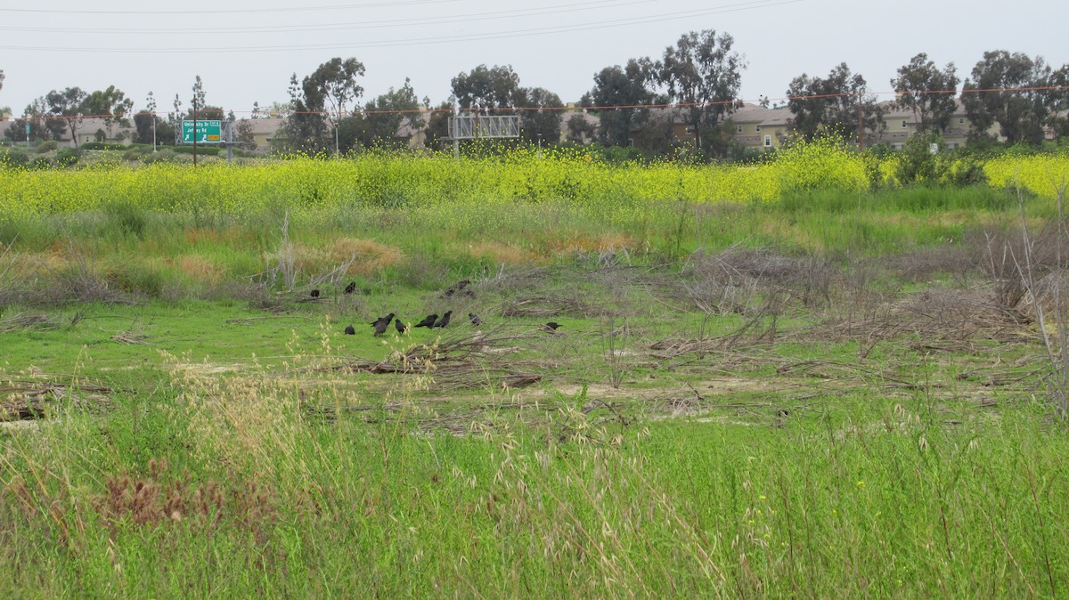 American Crow - ML155861571