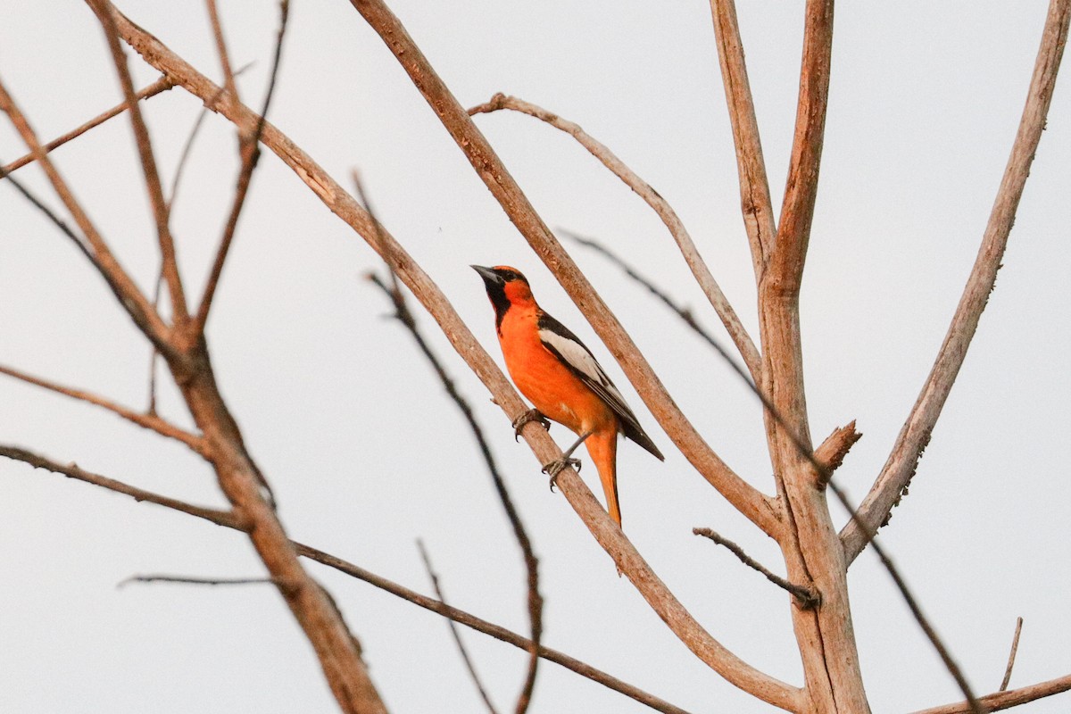 Bullock's Oriole - ML155861671