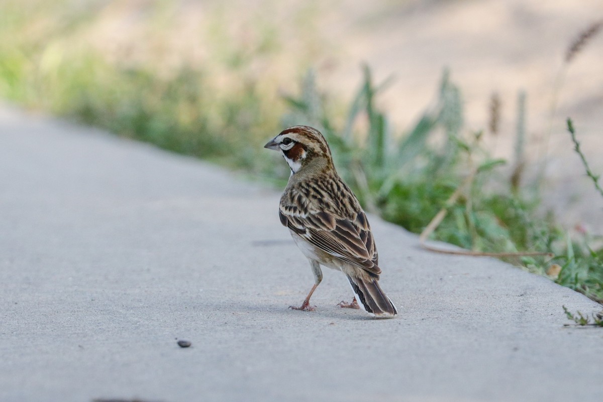 Lark Sparrow - ML155861741