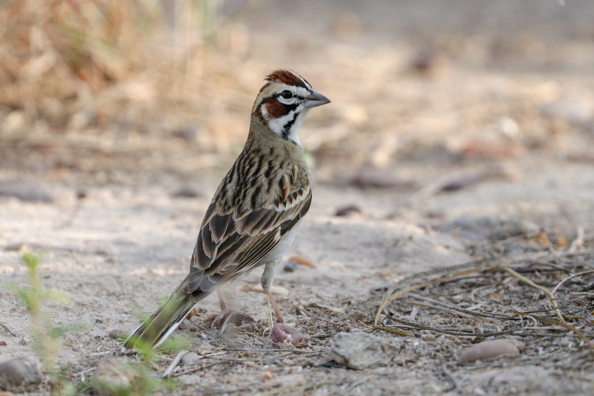 Lark Sparrow - ML155861861