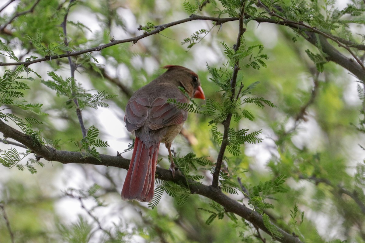 Cardinal rouge - ML155862161