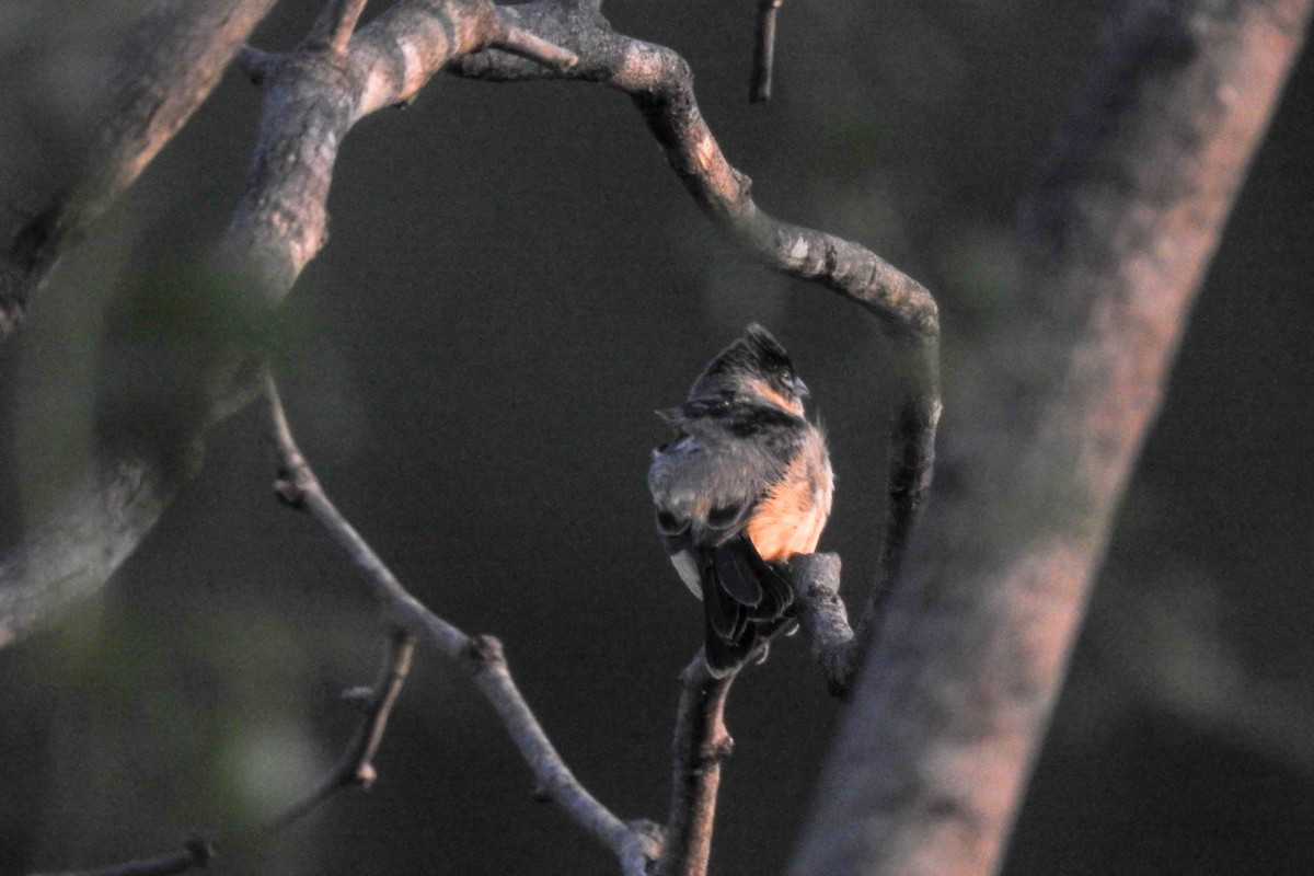 Morelet's Seedeater - Tommy Pedersen