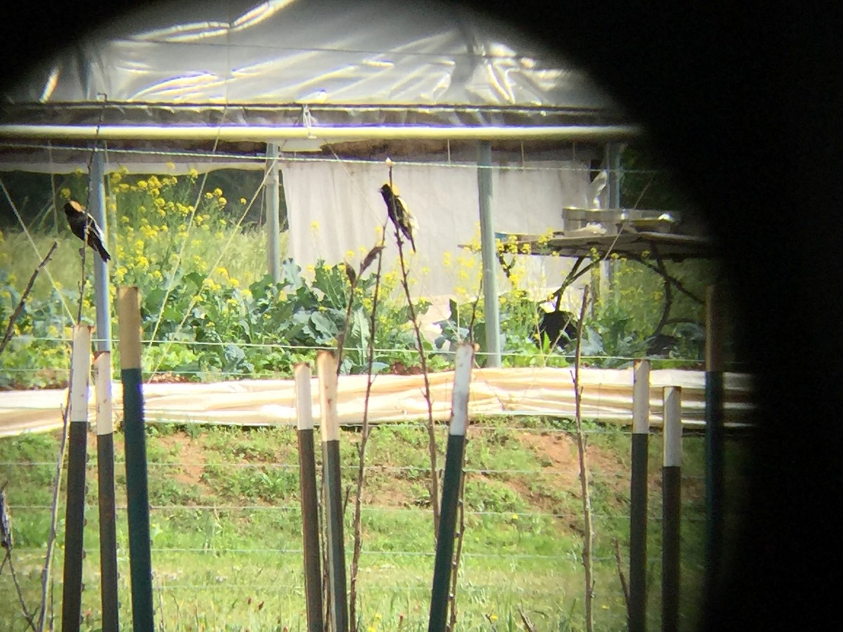 Bobolink - ML155863521