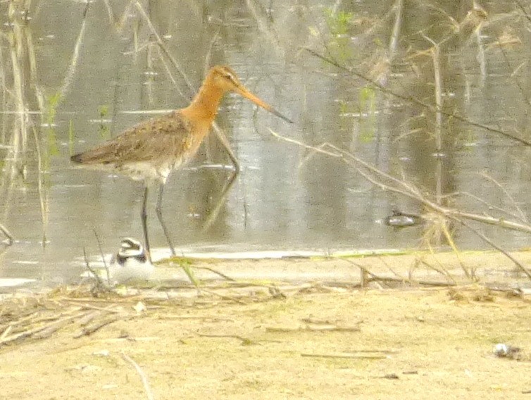 Black-tailed Godwit - Kerem Ali Boyla