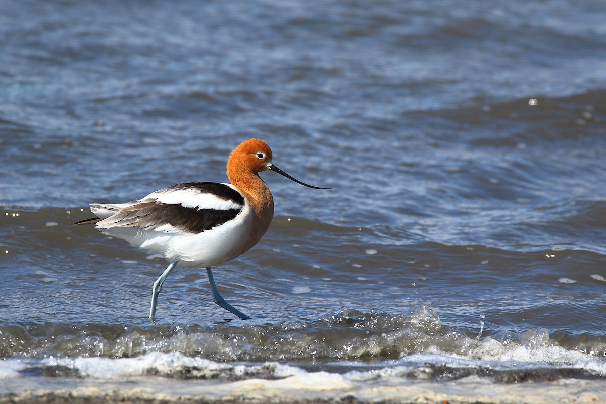 American Avocet - ML155865891