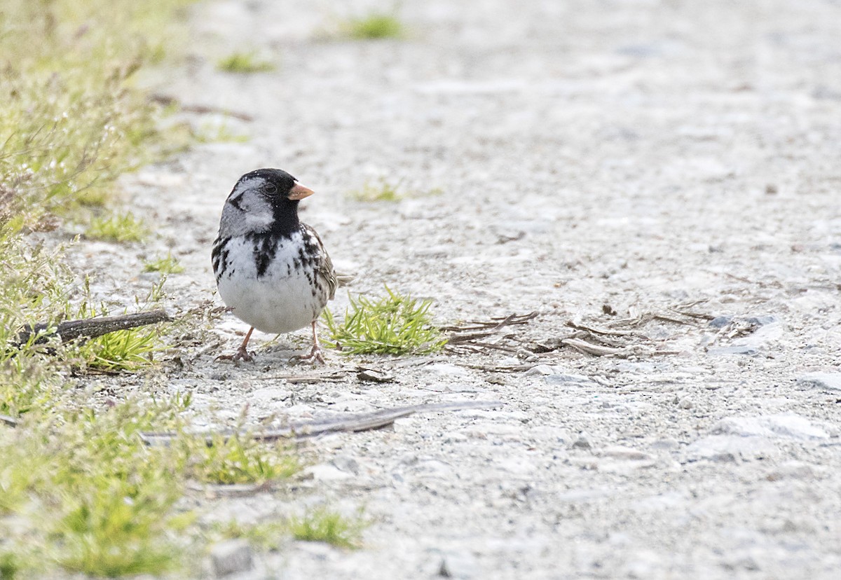 Harris's Sparrow - ML155866231