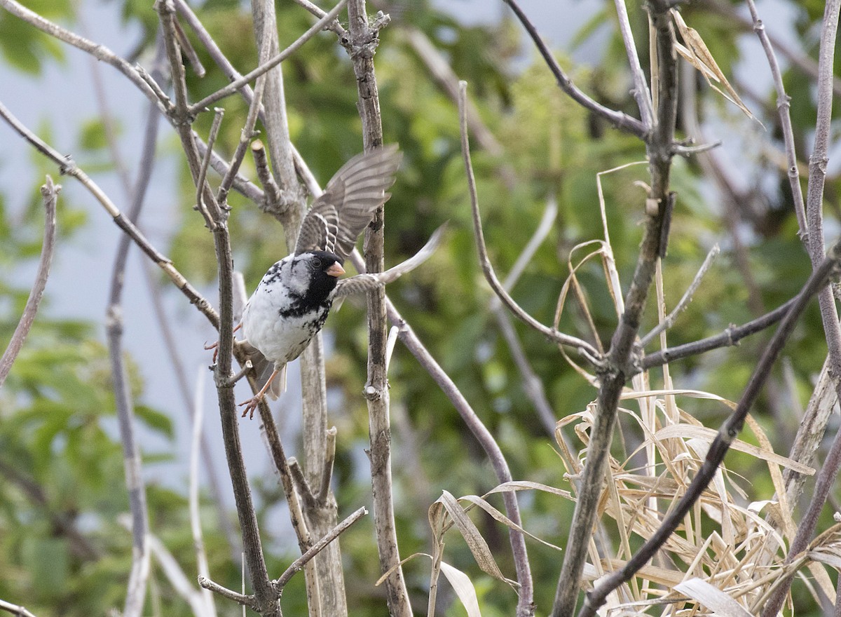 Harris's Sparrow - Peter Candido