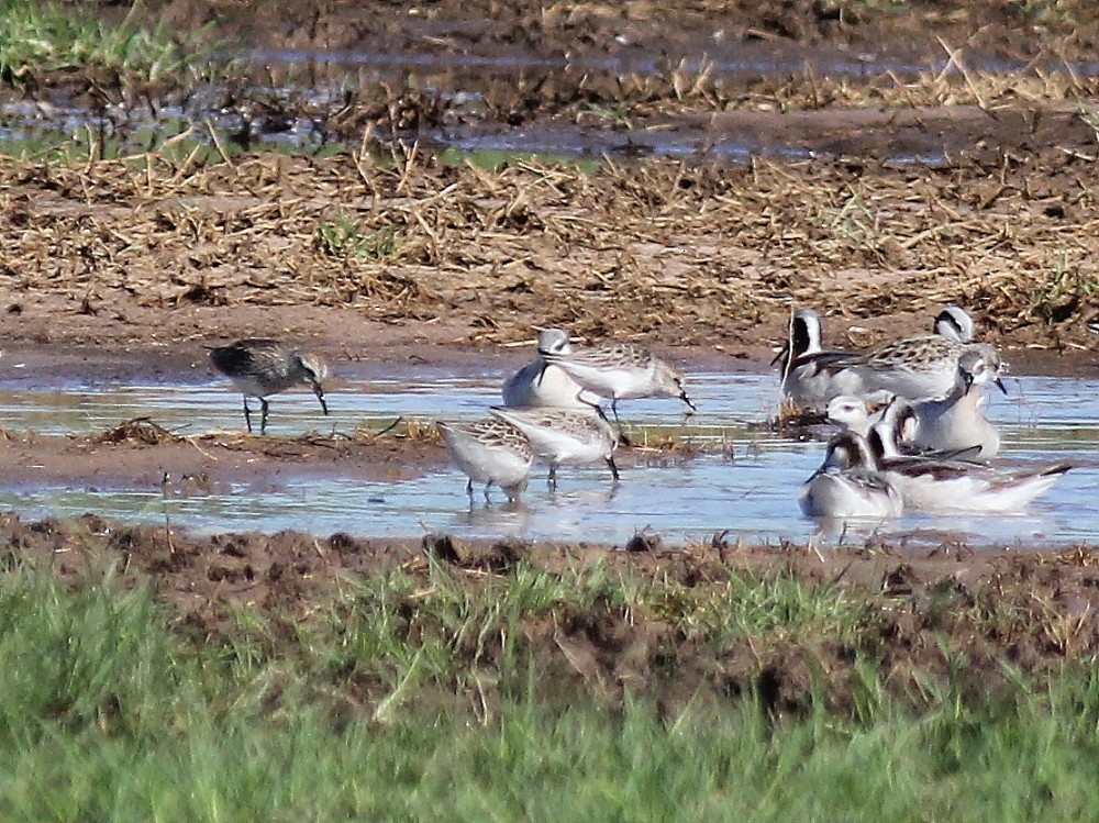 Semipalmated Sandpiper - ML155867951