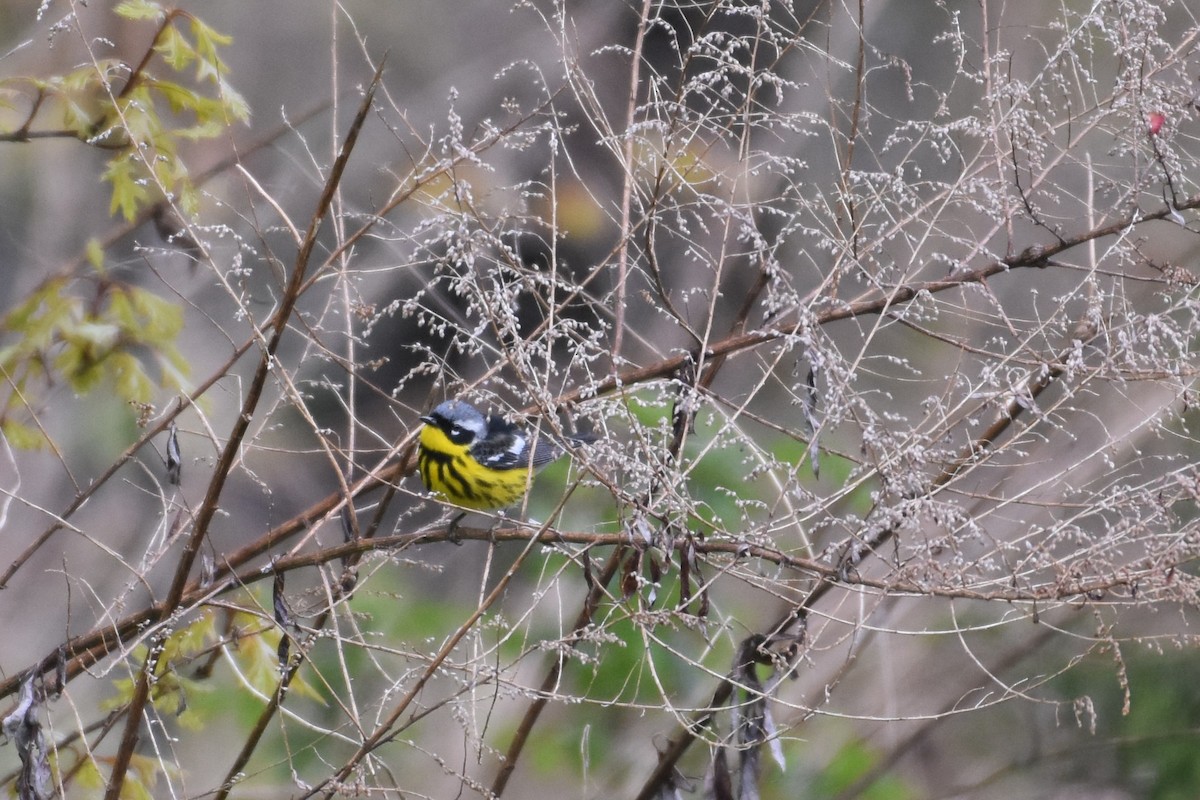 Magnolia Warbler - Daniel Segarra