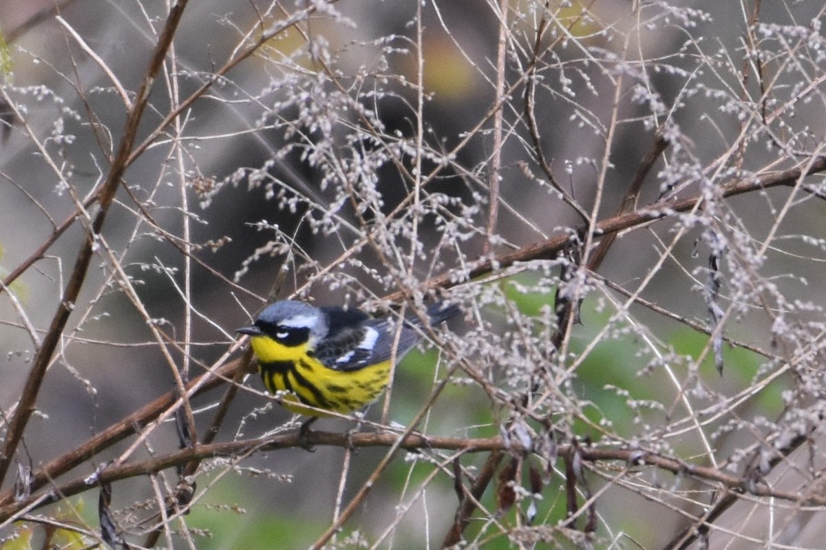 Magnolia Warbler - ML155868441