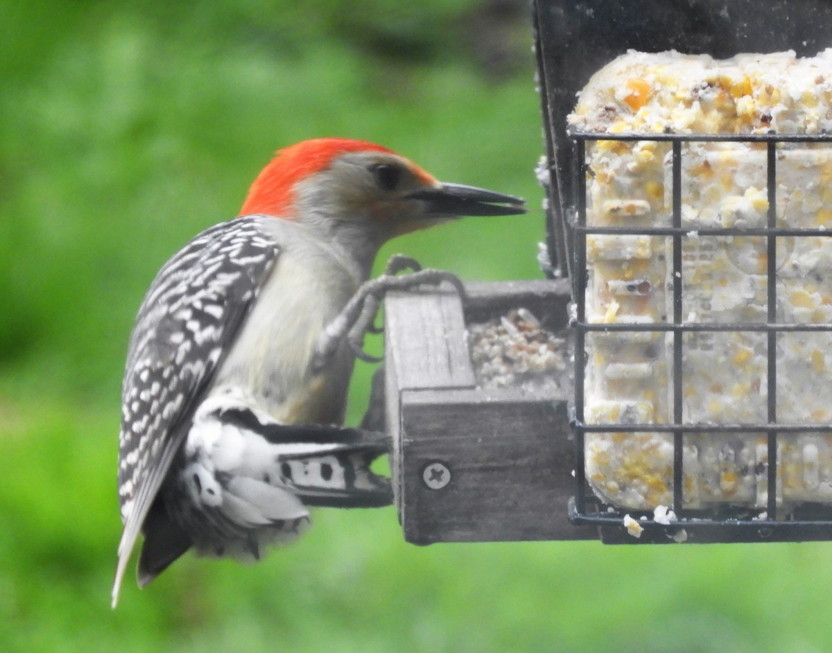 Red-bellied Woodpecker - ML155868901