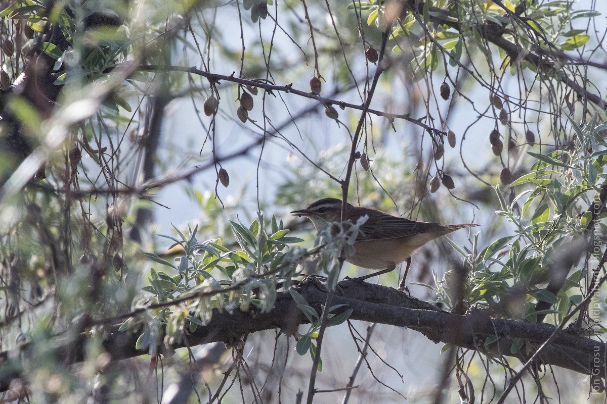 Sedge Warbler - ML155869171