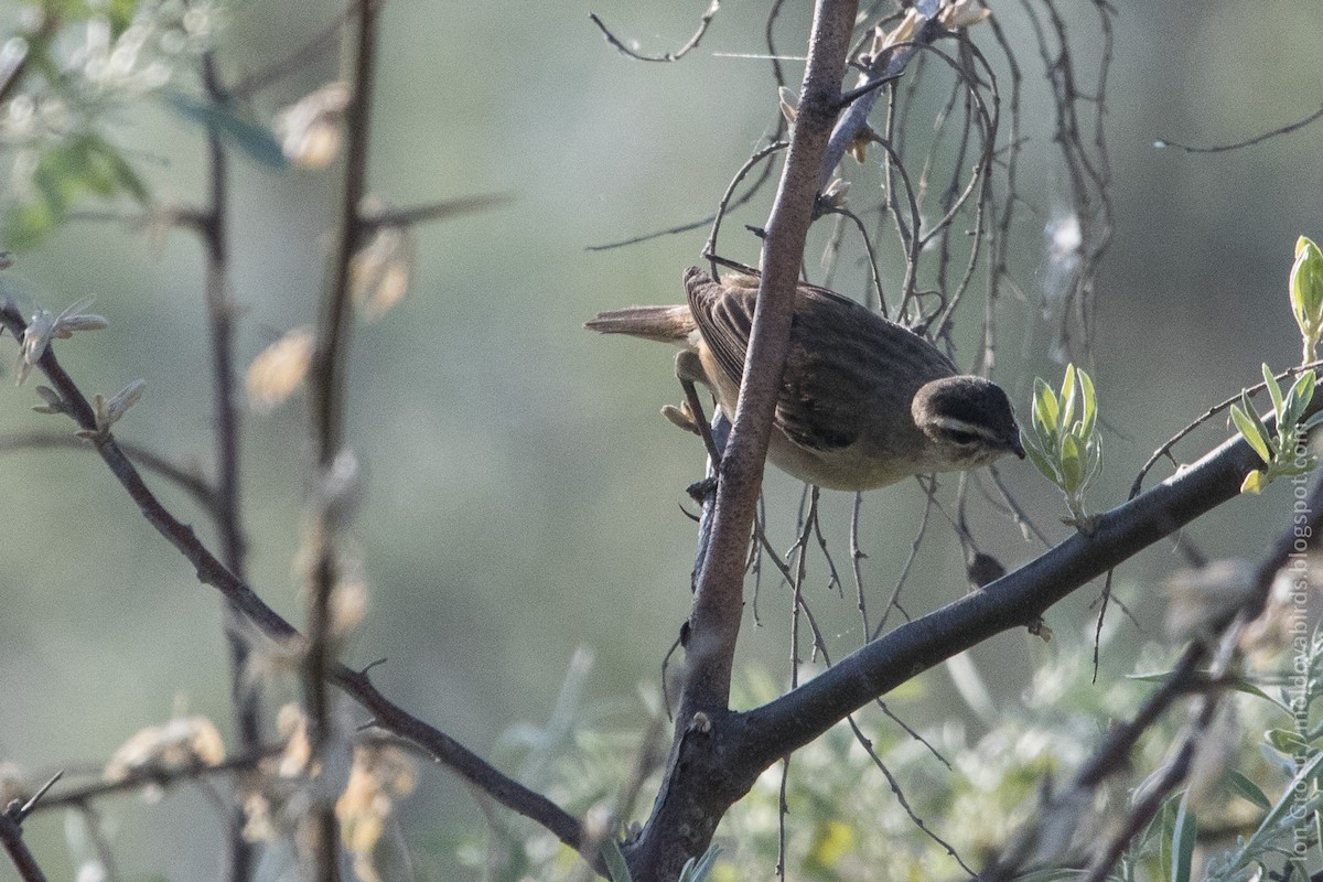 Sedge Warbler - Ion Grosu