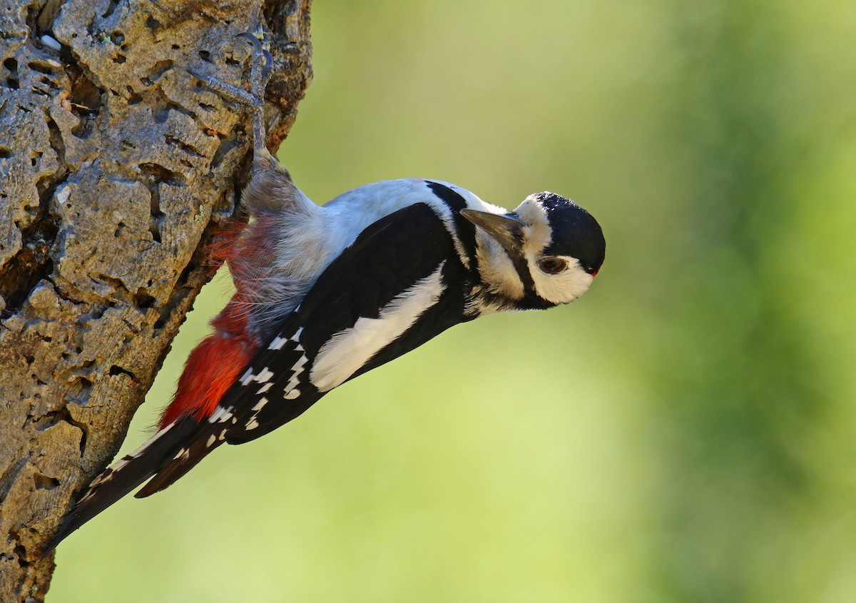 Great Spotted Woodpecker - ML155870141