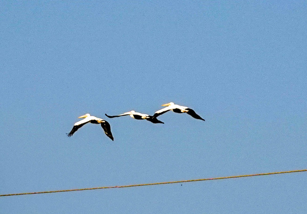 American White Pelican - ML155870211