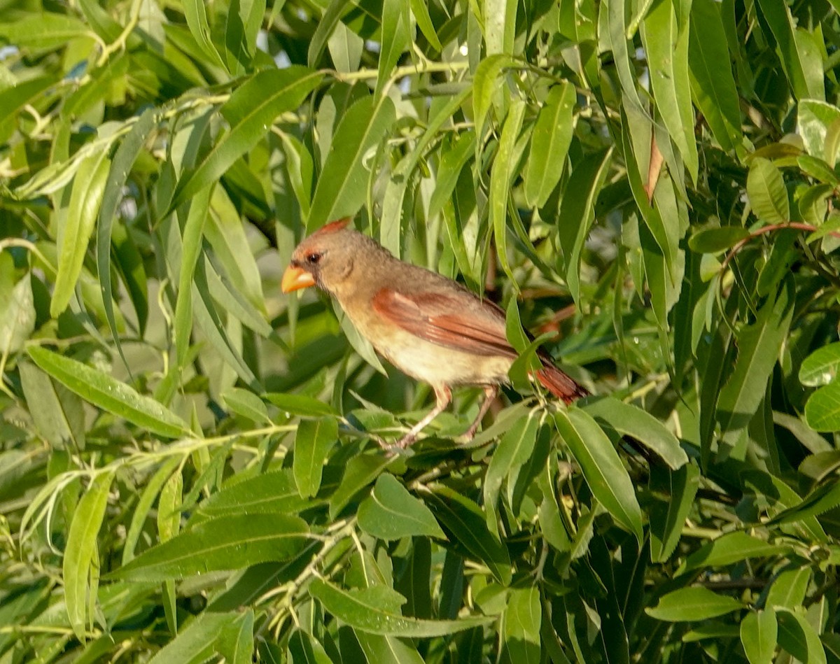 Northern Cardinal (Common) - ML155870561
