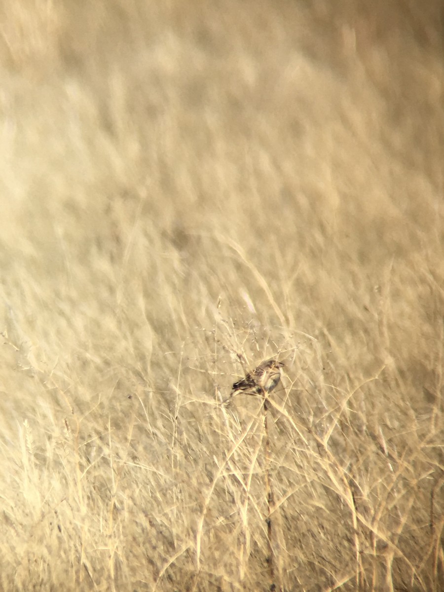 Grasshopper Sparrow - ML155870751