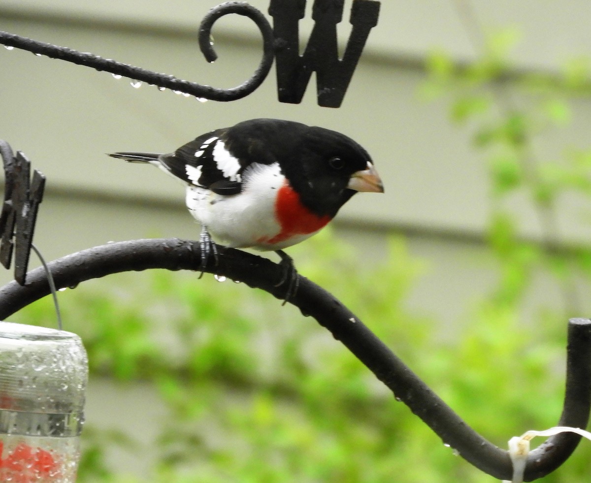 Rose-breasted Grosbeak - ML155872581