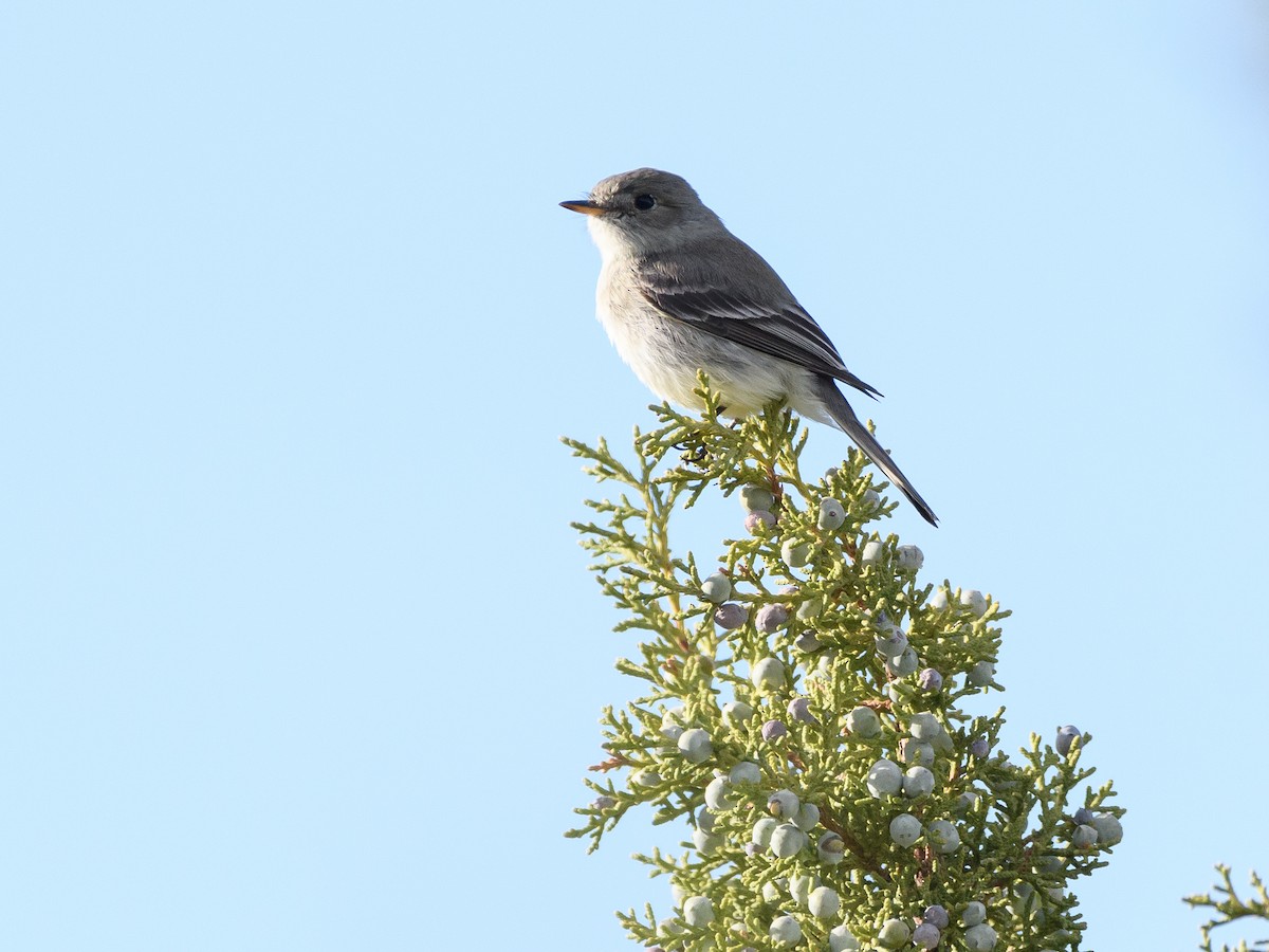 Gray Flycatcher - ML155875171