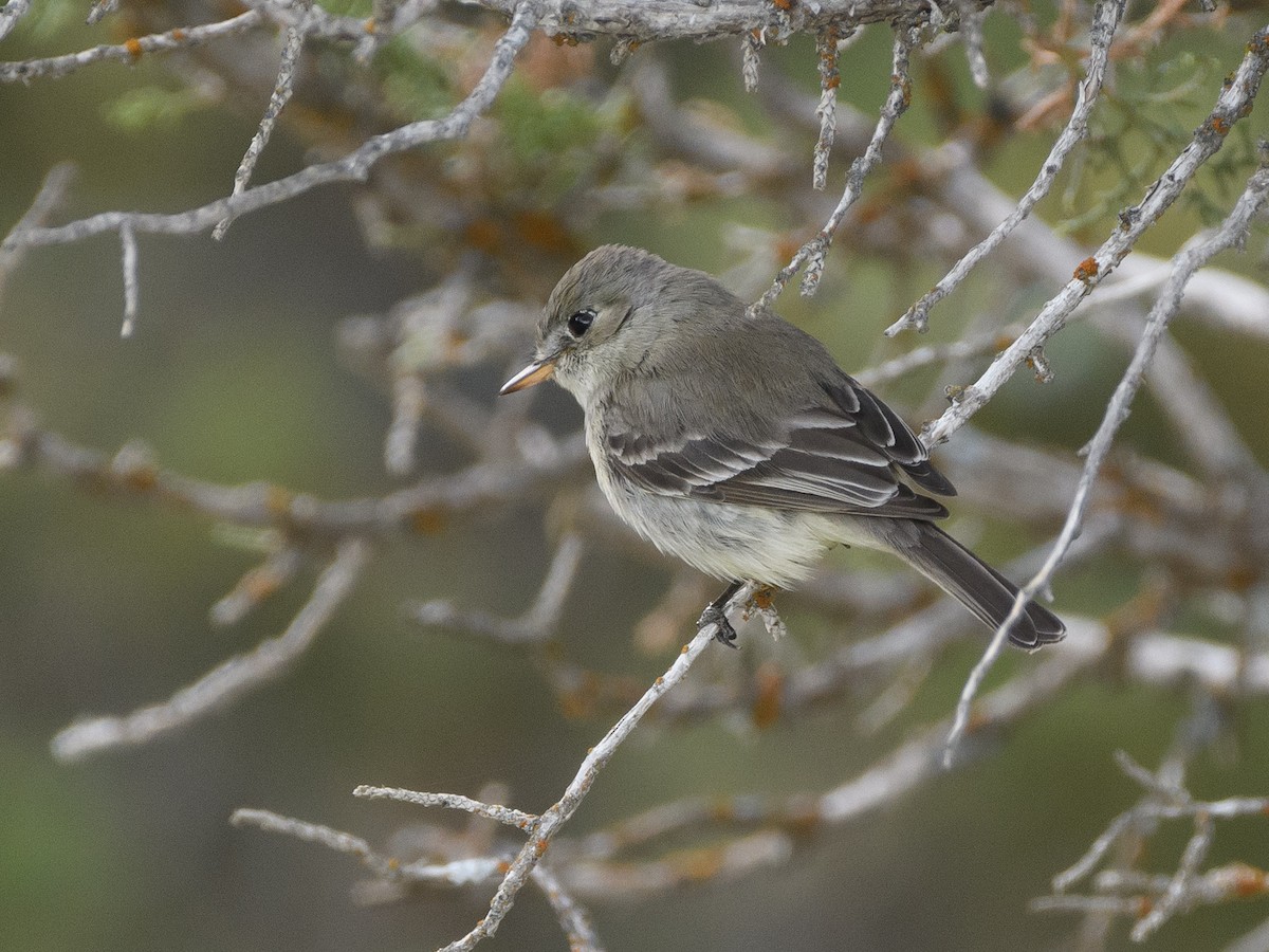 Gray Flycatcher - ML155875311