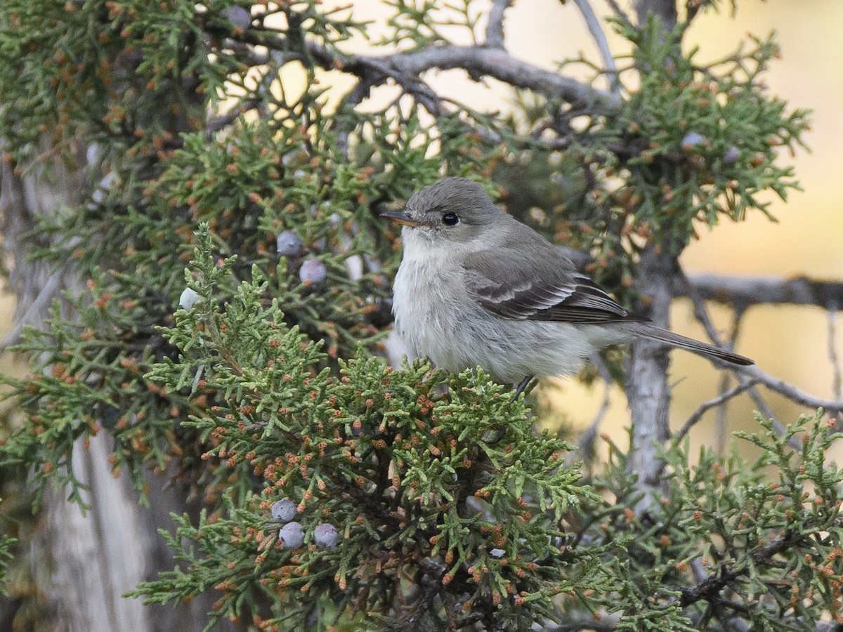 Gray Flycatcher - ML155875361