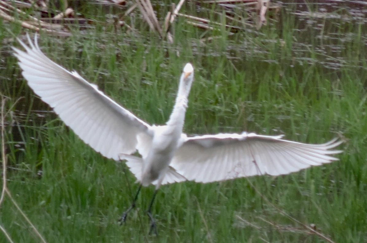 Great Egret - Brian McKay