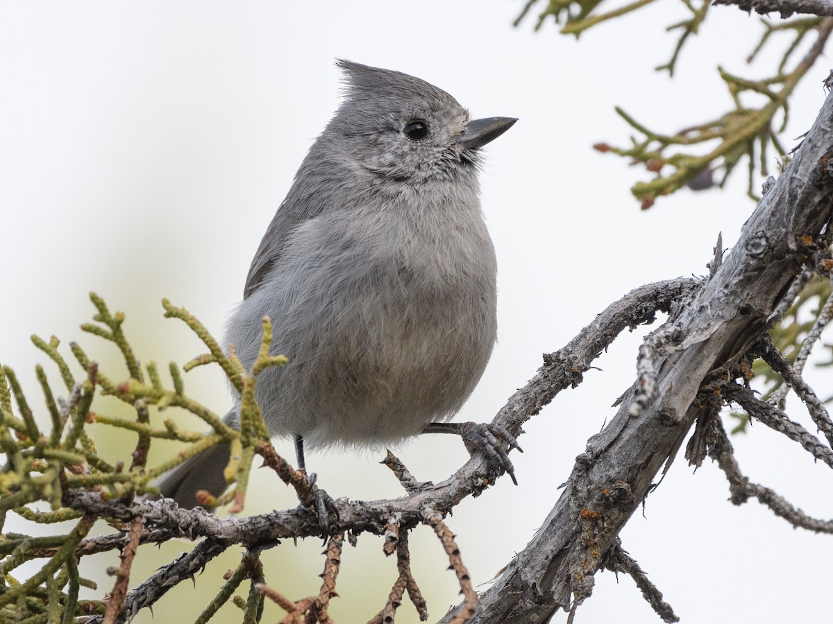 Juniper Titmouse - ML155876741