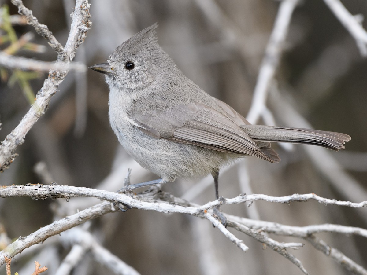 Juniper Titmouse - ML155876751