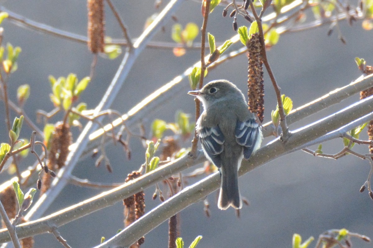 Least Flycatcher - ML155876911