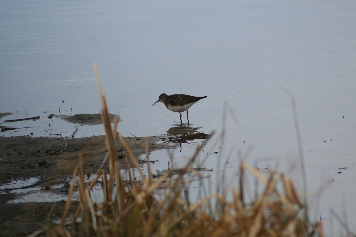 Solitary Sandpiper - ML155877591