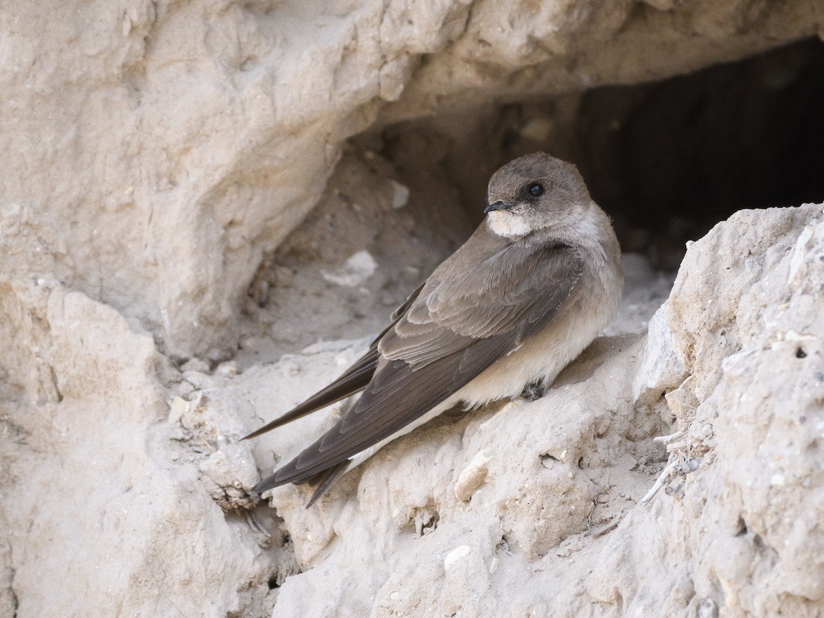 Golondrina Aserrada - ML155877771