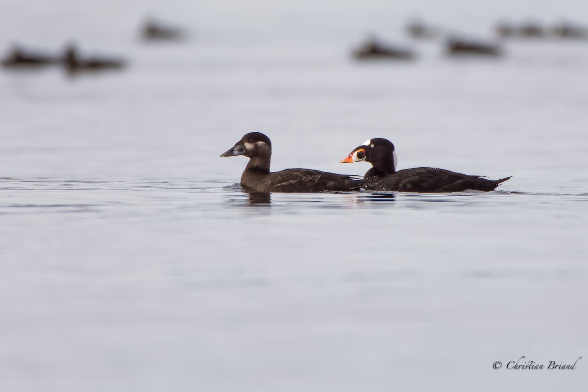 Surf Scoter - ML155877981