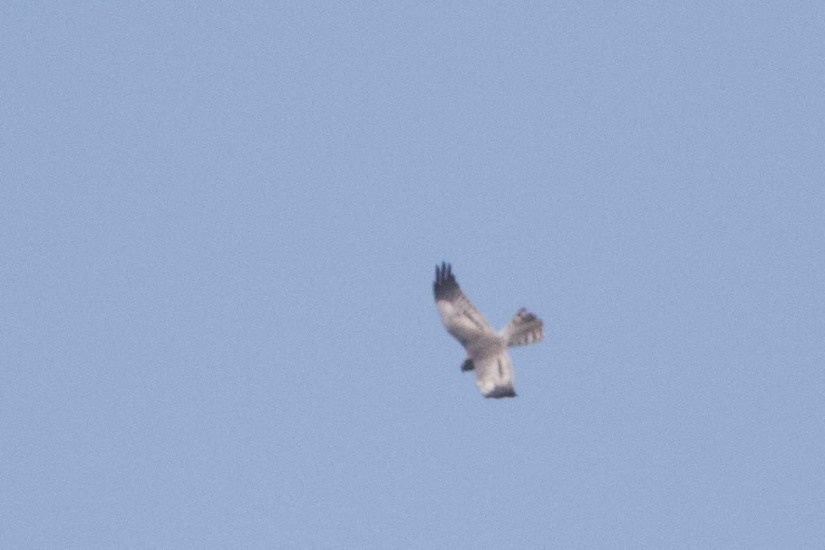 Montagu's Harrier - ML155880971