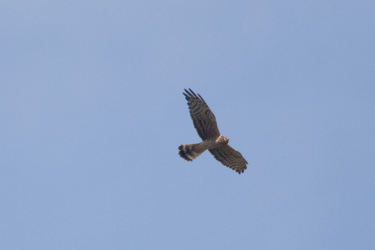 Montagu's Harrier - ML155880991