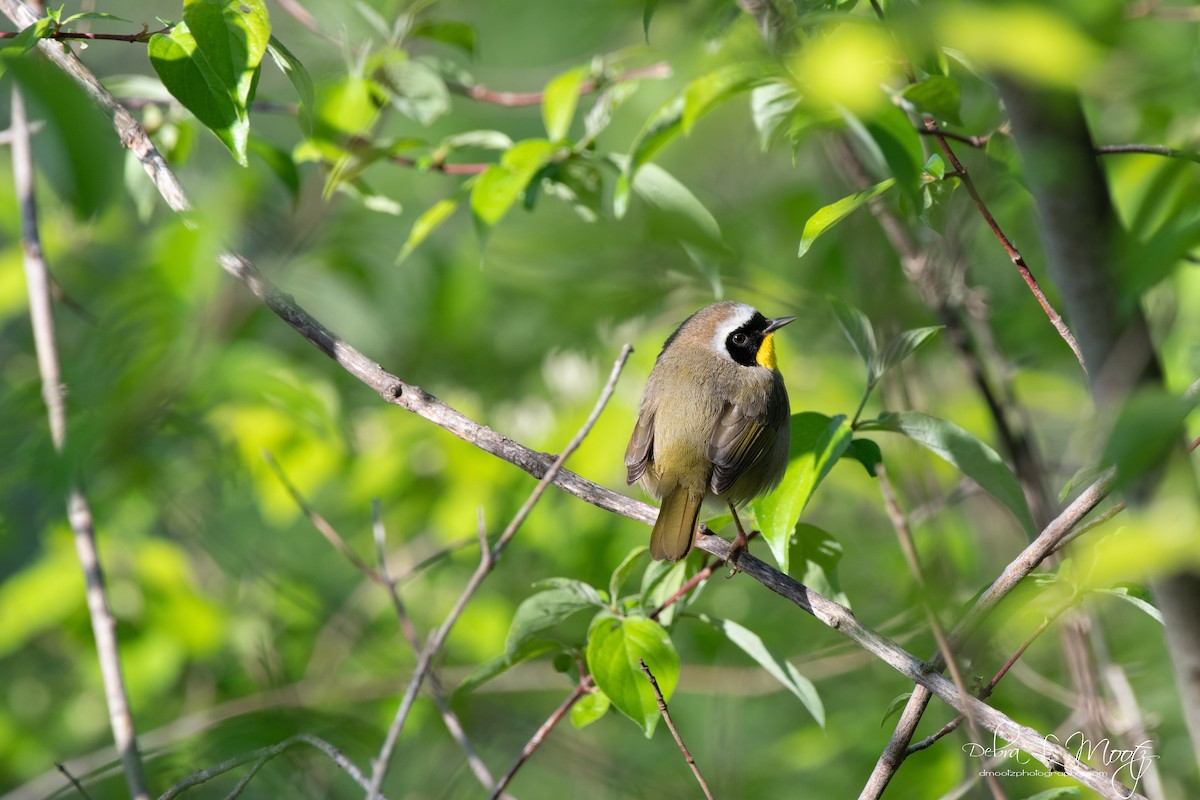 Common Yellowthroat - ML155881061