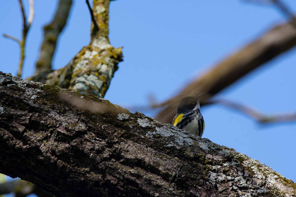 Yellow-rumped Warbler - ML155881271