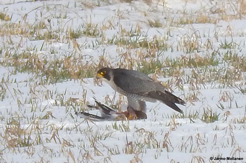 Peregrine Falcon - ML155882401