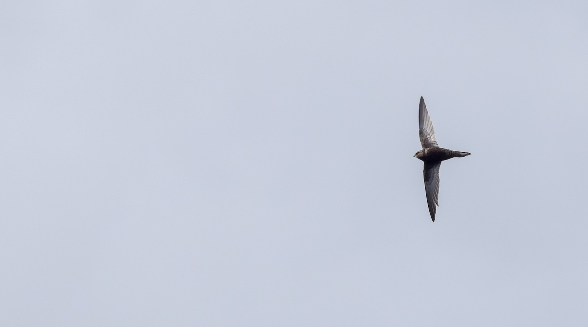 Common Swift - ML155882941