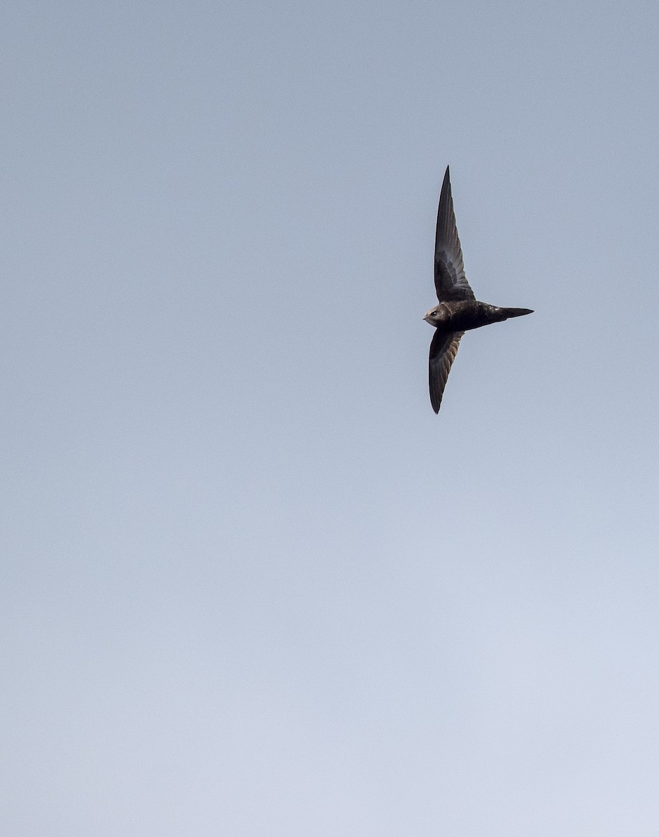 Common Swift - ML155883221