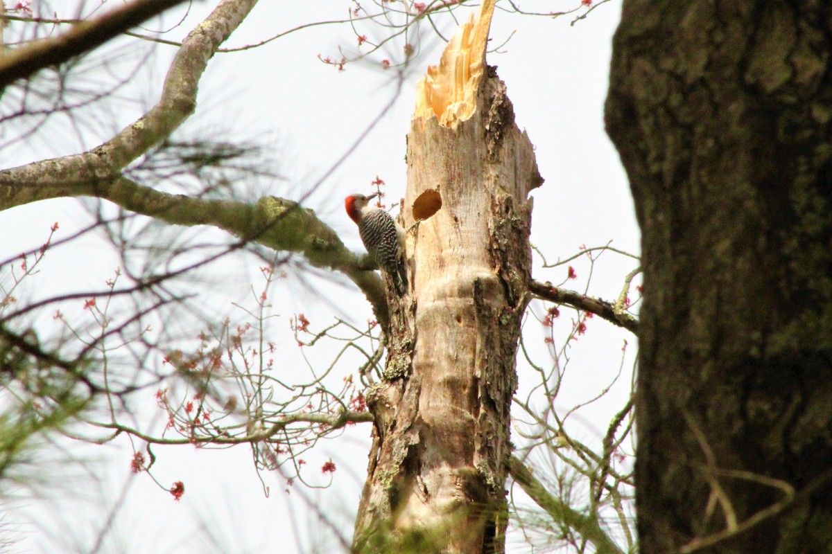 Red-bellied Woodpecker - Jim Armbruster
