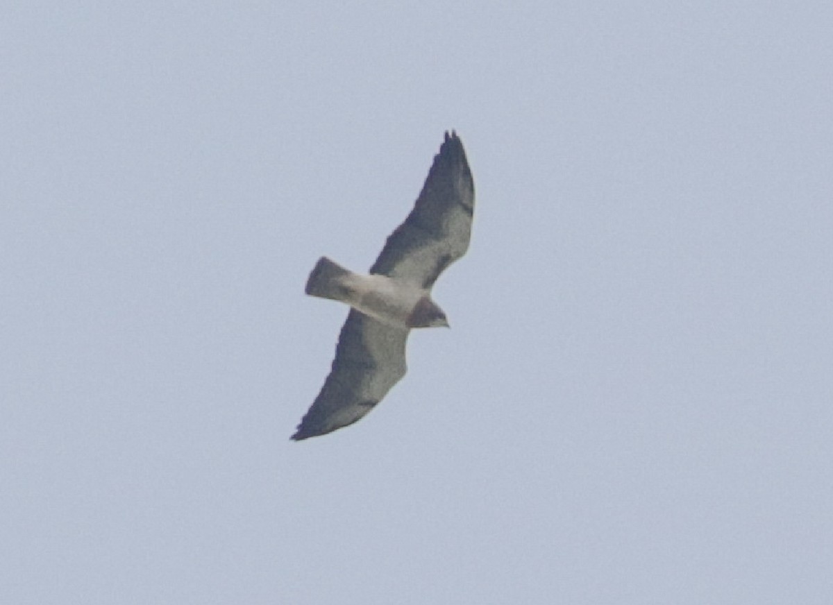 Swainson's Hawk - ML155883771